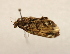  ( - 17-SRNP-35605)  @11 [ ] CreativeCommons  Attribution Non-Commercial Share-Alike (2023) Daniel H. Janzen Guanacaste Dry Forest Conservation Fund