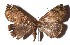  ( - 17-SRNP-45476)  @14 [ ] CreativeCommons  Attribution Non-Commercial Share-Alike (2019) Daniel H. Janzen Guanacaste Dry Forest Conservation Fund