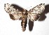  ( - 17-SRNP-45855)  @14 [ ] CreativeCommons  Attribution Non-Commercial Share-Alike (2019) Daniel H. Janzen Guanacaste Dry Forest Conservation Fund