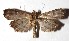  ( - 17-SRNP-45946)  @14 [ ] CreativeCommons  Attribution Non-Commercial Share-Alike (2019) Daniel H. Janzen Guanacaste Dry Forest Conservation Fund