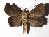  ( - 17-SRNP-45955)  @11 [ ] CreativeCommons  Attribution Non-Commercial Share-Alike (2019) Daniel H. Janzen Guanacaste Dry Forest Conservation Fund