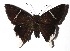  ( - 17-SRNP-593)  @14 [ ] CreativeCommons  Attribution Non-Commercial Share-Alike (2019) Daniel H. Janzen Guanacaste Dry Forest Conservation Fund