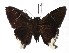  ( - 17-SRNP-596)  @14 [ ] CreativeCommons  Attribution Non-Commercial Share-Alike (2019) Daniel H. Janzen Guanacaste Dry Forest Conservation Fund