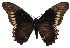  ( - 17-SRNP-65258)  @11 [ ] CreativeCommons  Attribution Non-Commercial Share-Alike (2019) Daniel H. Janzen Guanacaste Dry Forest Conservation Fund