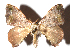  ( - 17-SRNP-65338)  @12 [ ] CreativeCommons  Attribution Non-Commercial Share-Alike (2019) Daniel H. Janzen Guanacaste Dry Forest Conservation Fund