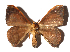  ( - 17-SRNP-65338)  @12 [ ] CreativeCommons  Attribution Non-Commercial Share-Alike (2019) Daniel H. Janzen Guanacaste Dry Forest Conservation Fund