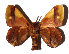  ( - 17-SRNP-70257)  @14 [ ] CreativeCommons  Attribution Non-Commercial Share-Alike (2019) Daniel H. Janzen Guanacaste Dry Forest Conservation Fund