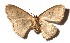  ( - 17-SRNP-70280)  @13 [ ] CreativeCommons  Attribution Non-Commercial Share-Alike (2019) Daniel H. Janzen Guanacaste Dry Forest Conservation Fund