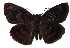  (Chiomara mithrax - 17-SRNP-70691)  @14 [ ] CreativeCommons - Attribution Non-Commercial Share-Alike (2018) Daniel H. Janzen Guanacaste Dry Forest Conservation Fund