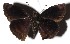  ( - 17-SRNP-70692)  @13 [ ] CreativeCommons - Attribution Non-Commercial Share-Alike (2018) Daniel H. Janzen Guanacaste Dry Forest Conservation Fund