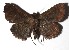  ( - 17-SRNP-71350)  @13 [ ] CreativeCommons  Attribution Non-Commercial Share-Alike (2019) Daniel H. Janzen Guanacaste Dry Forest Conservation Fund