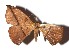  ( - 17-SRNP-71397)  @11 [ ] CreativeCommons  Attribution Non-Commercial Share-Alike (2019) Daniel H. Janzen Guanacaste Dry Forest Conservation Fund