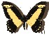  ( - 17-SRNP-71552)  @14 [ ] CreativeCommons  Attribution Non-Commercial Share-Alike (2019) Daniel H. Janzen Guanacaste Dry Forest Conservation Fund