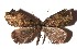  ( - 17-SRNP-71720)  @11 [ ] CreativeCommons  Attribution Non-Commercial Share-Alike (2019) Daniel H. Janzen Guanacaste Dry Forest Conservation Fund