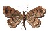  ( - 17-SRNP-71720)  @11 [ ] CreativeCommons  Attribution Non-Commercial Share-Alike (2019) Daniel H. Janzen Guanacaste Dry Forest Conservation Fund