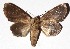  ( - 17-SRNP-72325)  @14 [ ] CreativeCommons - Attribution Non-Commercial Share-Alike (2018) Daniel H. Janzen Guanacaste Dry Forest Conservation Fund