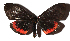  ( - 17-SRNP-75791)  @14 [ ] CreativeCommons  Attribution Non-Commercial Share-Alike (2019) Daniel H. Janzen Guanacaste Dry Forest Conservation Fund