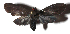  ( - 17-SRNP-80206)  @11 [ ] CreativeCommons  Attribution Non-Commercial Share-Alike (2019) Daniel H. Janzen Guanacaste Dry Forest Conservation Fund