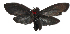  ( - 17-SRNP-80206)  @11 [ ] CreativeCommons  Attribution Non-Commercial Share-Alike (2019) Daniel H. Janzen Guanacaste Dry Forest Conservation Fund