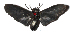 ( - 17-SRNP-80217)  @11 [ ] CreativeCommons  Attribution Non-Commercial Share-Alike (2019) Daniel H. Janzen Guanacaste Dry Forest Conservation Fund