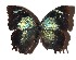  ( - 17-SRNP-80431)  @14 [ ] CreativeCommons  Attribution Non-Commercial Share-Alike (2019) Daniel H. Janzen Guanacaste Dry Forest Conservation Fund
