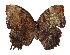  ( - 17-SRNP-80431)  @14 [ ] CreativeCommons  Attribution Non-Commercial Share-Alike (2019) Daniel H. Janzen Guanacaste Dry Forest Conservation Fund