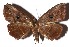  ( - 17-SRNP-896)  @13 [ ] CreativeCommons  Attribution Non-Commercial Share-Alike (2019) Daniel H. Janzen Guanacaste Dry Forest Conservation Fund