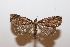  ( - 18-SRNP-1176)  @11 [ ] CreativeCommons  Attribution Non-Commercial Share-Alike (2023) Daniel H. Janzen Guanacaste Dry Forest Conservation Fund