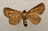  ( - 18-SRNP-1634)  @11 [ ] CreativeCommons  Attribution Non-Commercial Share-Alike (2023) Daniel H. Janzen Guanacaste Dry Forest Conservation Fund