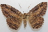  (Feigeria buteoDHJ04 - 18-SRNP-1661)  @11 [ ] CreativeCommons  Attribution Non-Commercial Share-Alike (2023) Daniel H. Janzen Guanacaste Dry Forest Conservation Fund