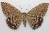  ( - 18-SRNP-1661)  @11 [ ] CreativeCommons  Attribution Non-Commercial Share-Alike (2023) Daniel H. Janzen Guanacaste Dry Forest Conservation Fund