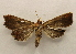  ( - 18-SRNP-1692)  @11 [ ] CreativeCommons  Attribution Non-Commercial Share-Alike (2023) Daniel H. Janzen Guanacaste Dry Forest Conservation Fund