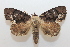  ( - 18-SRNP-1942)  @11 [ ] CreativeCommons  Attribution Non-Commercial Share-Alike (2023) Daniel H. Janzen Guanacaste Dry Forest Conservation Fund
