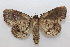  ( - 18-SRNP-1942)  @11 [ ] CreativeCommons  Attribution Non-Commercial Share-Alike (2023) Daniel H. Janzen Guanacaste Dry Forest Conservation Fund