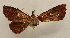  ( - 18-SRNP-20251)  @11 [ ] CreativeCommons  Attribution Non-Commercial Share-Alike (2023) Daniel H. Janzen Guanacaste Dry Forest Conservation Fund