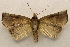  ( - 18-SRNP-20339)  @11 [ ] CreativeCommons  Attribution Non-Commercial Share-Alike (2023) Daniel H. Janzen Guanacaste Dry Forest Conservation Fund
