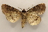  ( - 18-SRNP-20501)  @11 [ ] CreativeCommons  Attribution Non-Commercial Share-Alike (2023) Daniel H. Janzen Guanacaste Dry Forest Conservation Fund
