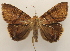  ( - 18-SRNP-20586)  @11 [ ] CreativeCommons  Attribution Non-Commercial Share-Alike (2023) Daniel H. Janzen Guanacaste Dry Forest Conservation Fund