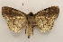  ( - 18-SRNP-20619)  @11 [ ] CreativeCommons  Attribution Non-Commercial Share-Alike (2023) Daniel H. Janzen Guanacaste Dry Forest Conservation Fund