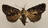 ( - 18-SRNP-2550)  @11 [ ] CreativeCommons  Attribution Non-Commercial Share-Alike (2023) Daniel H. Janzen Guanacaste Dry Forest Conservation Fund