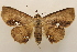  ( - 18-SRNP-2593)  @11 [ ] CreativeCommons  Attribution Non-Commercial Share-Alike (2023) Daniel H. Janzen Guanacaste Dry Forest Conservation Fund