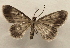 ( - 18-SRNP-27389)  @11 [ ] CreativeCommons  Attribution Non-Commercial Share-Alike (2023) Daniel H. Janzen Guanacaste Dry Forest Conservation Fund