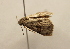  ( - 18-SRNP-2742)  @11 [ ] CreativeCommons  Attribution Non-Commercial Share-Alike (2023) Daniel H. Janzen Guanacaste Dry Forest Conservation Fund