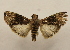  ( - 18-SRNP-31652)  @11 [ ] CreativeCommons  Attribution Non-Commercial Share-Alike (2023) Daniel H. Janzen Guanacaste Dry Forest Conservation Fund