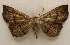  ( - 18-SRNP-31885)  @11 [ ] CreativeCommons  Attribution Non-Commercial Share-Alike (2023) Daniel H. Janzen Guanacaste Dry Forest Conservation Fund
