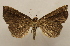  ( - 18-SRNP-31885)  @11 [ ] CreativeCommons  Attribution Non-Commercial Share-Alike (2023) Daniel H. Janzen Guanacaste Dry Forest Conservation Fund