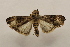  ( - 18-SRNP-32146)  @11 [ ] CreativeCommons  Attribution Non-Commercial Share-Alike (2023) Daniel H. Janzen Guanacaste Dry Forest Conservation Fund