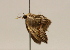  ( - 18-SRNP-35859)  @11 [ ] CreativeCommons  Attribution Non-Commercial Share-Alike (2023) Daniel H. Janzen Guanacaste Dry Forest Conservation Fund