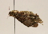  (Ischnopteris bryiferaDHJ03 - 18-SRNP-41847)  @11 [ ] CreativeCommons  Attribution Non-Commercial Share-Alike (2023) Daniel H. Janzen Guanacaste Dry Forest Conservation Fund