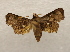  ( - 18-SRNP-55564)  @11 [ ] CreativeCommons  Attribution Non-Commercial Share-Alike (2023) Daniel H. Janzen Guanacaste Dry Forest Conservation Fund